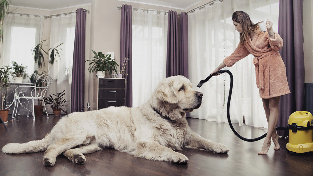 Top 10 Tips: Pets at Home-Keep it Clean
