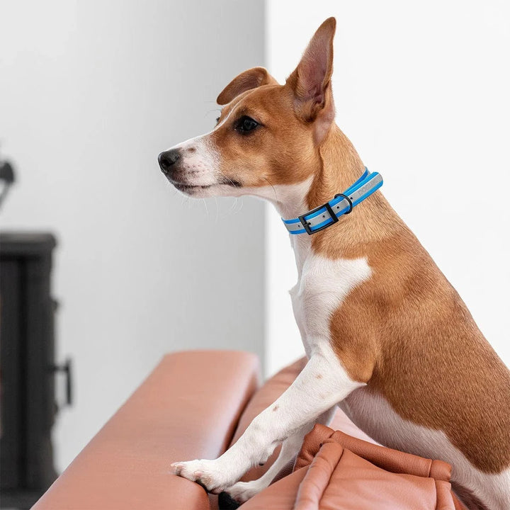reflective dog collar blue