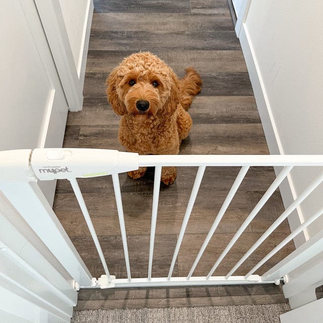 white dog gate doorway  steel