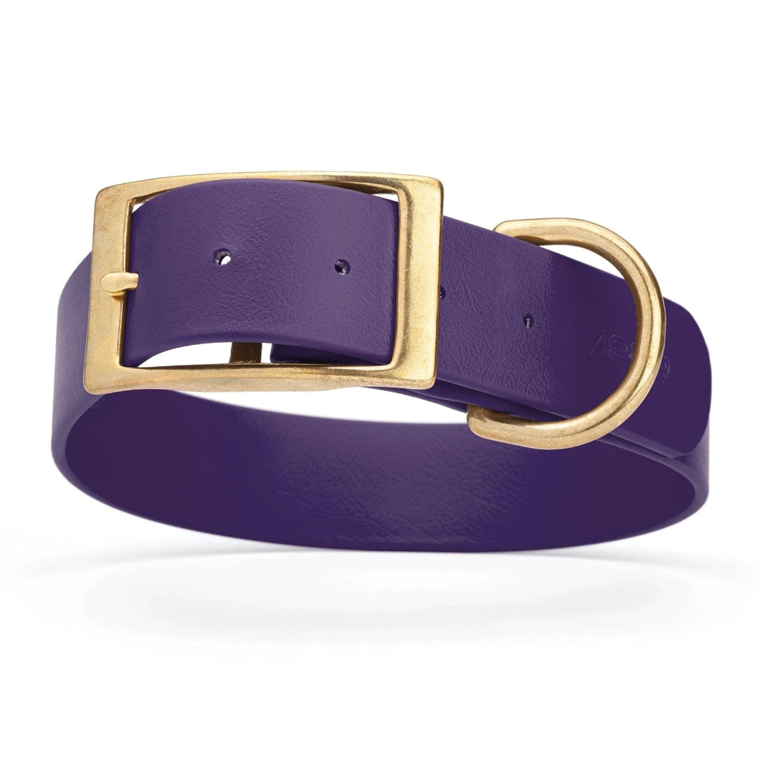 purple wide collar with sold brass hardware