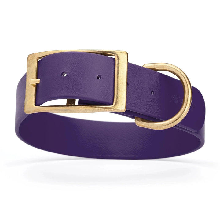 purple wide collar with sold brass hardware