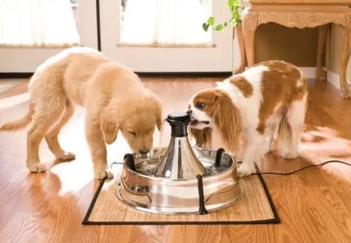 stainless pet water fountain