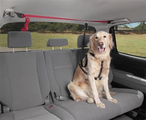 vehicle dog tether for pickup trucks and more