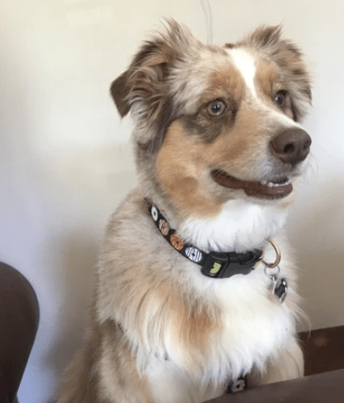 1.5 in. wide Fresh Donuts Collar
