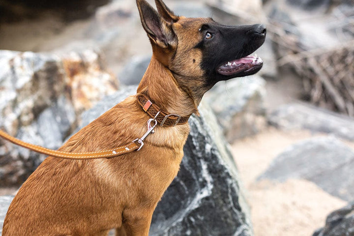 Euro- Leather Collar -Anthony