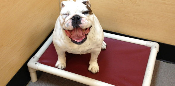 Kuranda PVC Dog Cot