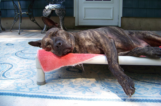 Kuranda No Chew Bed with Optional Cover