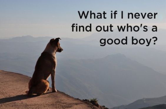 Just What IS My Dog Thinking?