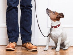 Most Common Puppy Questions