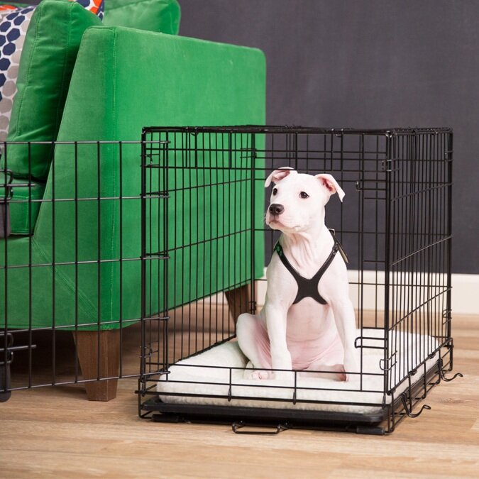 Crate Training Benefits for you and your dog