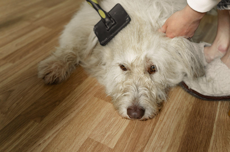 Too Hot : 5 Tips For A Cool Home For Dogs