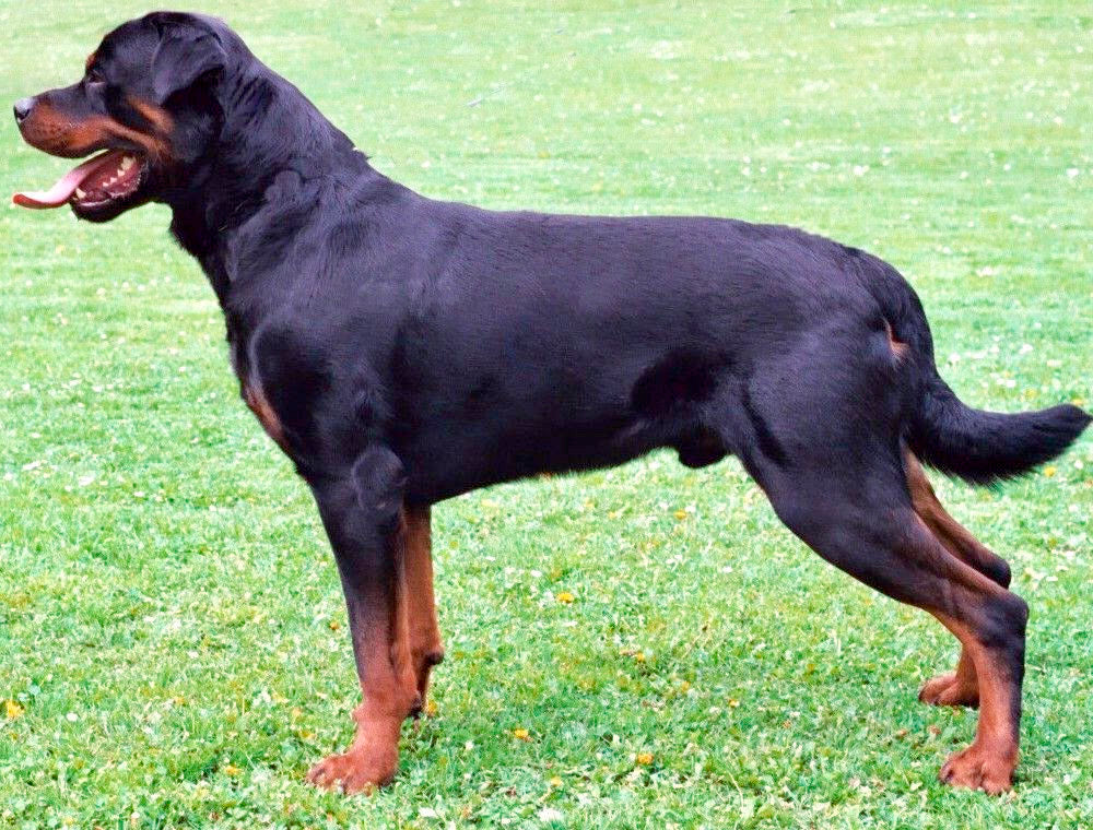 My Rottweilers as a lap dog -Comments from Rottie parents