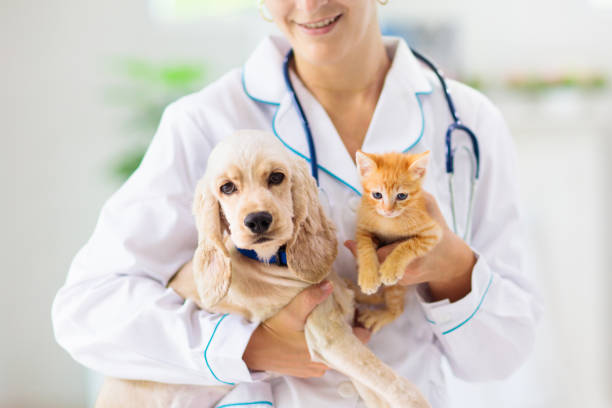 Dog at the vet for a check up