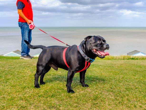 Choosing the Right Dog Lead for Your Pup: A Comprehensive Guide