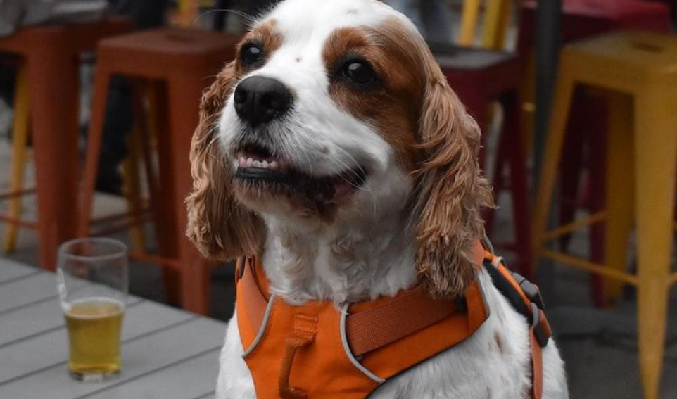 Dog at brewery