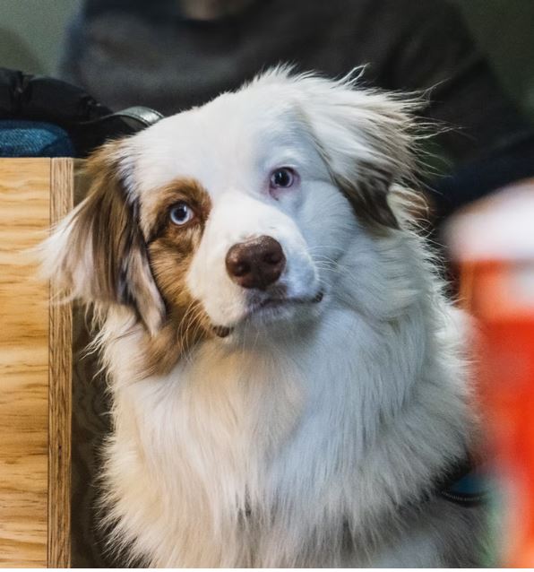 Do dogs understand what we say?