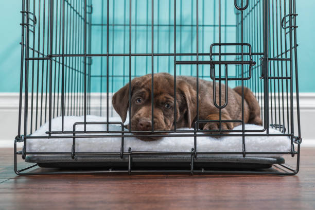 Dog Crate Training
