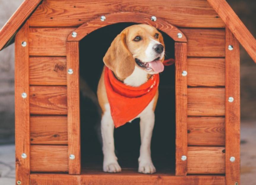 Outside Dogs Need Special Care and Attention