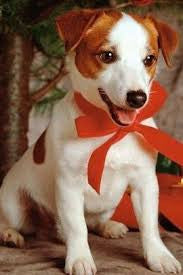 Why giving a PUPPY FOR CHRISTMAS IS A BAD IDEA