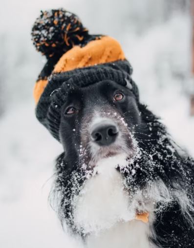Special Care Needed For Dogs In Winter