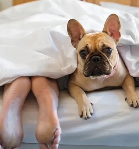Sleeps with Dogs-Thoughts on Lying Down with Dogs in your Bed