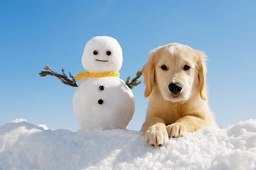 Fun in the Snow with Your Dog