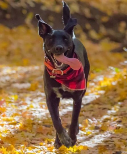 Fall Things To Do with your Dog