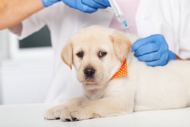 Does my dog need vaccinations?