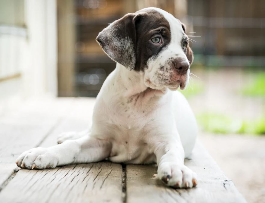 Puppies Need Puppy Gear.  What Supplies does my New Puppy need?
