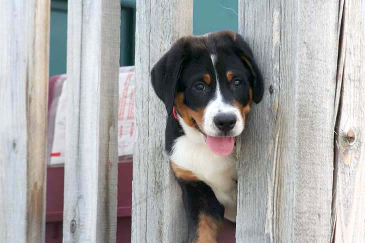 Dog Boundary Training Keeps dogs in the yard