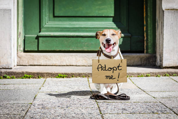 Why Should I Support Pet Shelters?