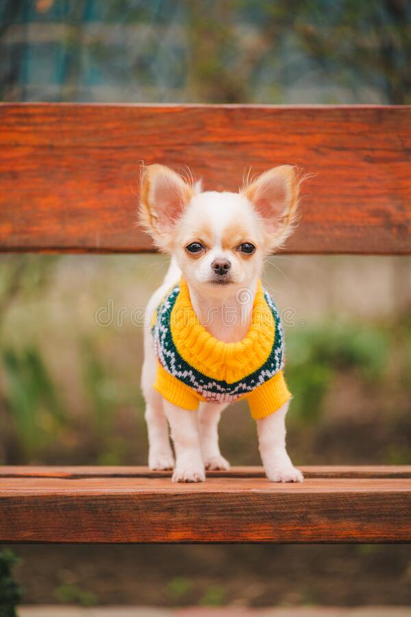 The Need for Dog Clothes