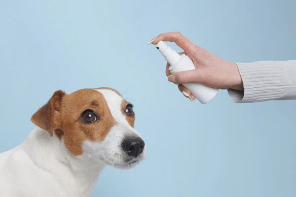 Small Pests, Big Problems: Managing Fleas and Ticks on Your Dog