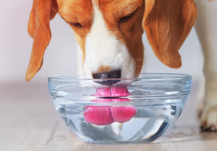How your Dog Drinks