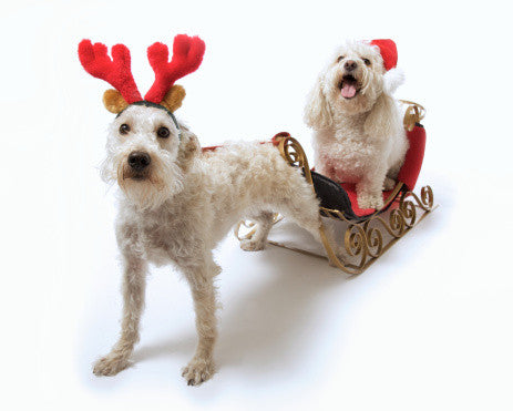 Make the Holidaze with your pets Stress-Free