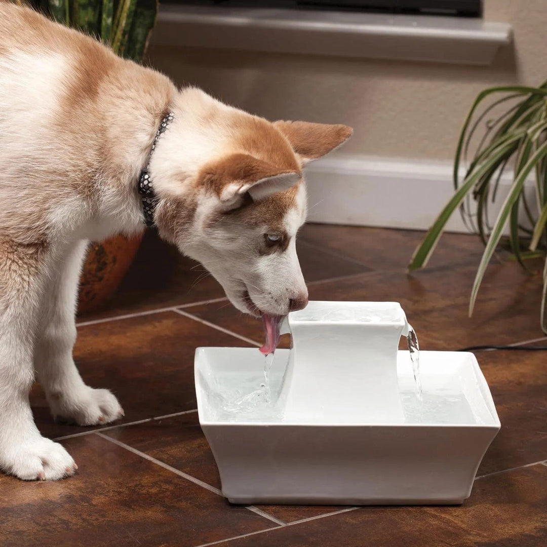 white pet water fountain ceramic -small