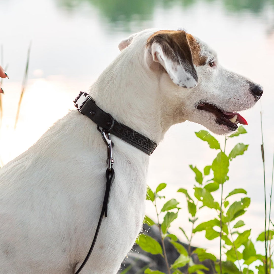A white and brown dog wearing a black woven collar 
