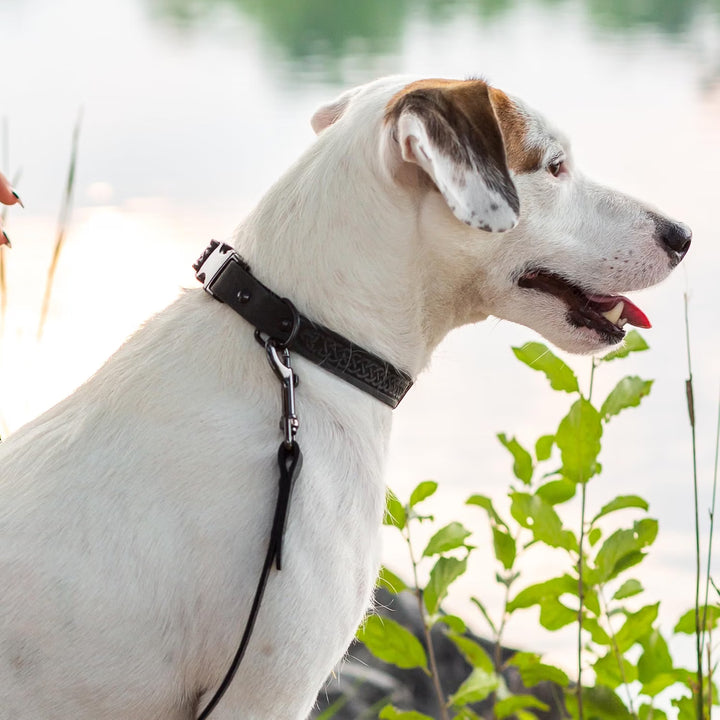 A white and brown dog wearing a black woven collar 