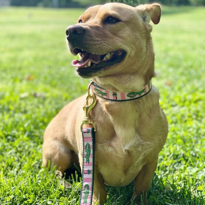 Alligator Animal Print Large Dog Collar