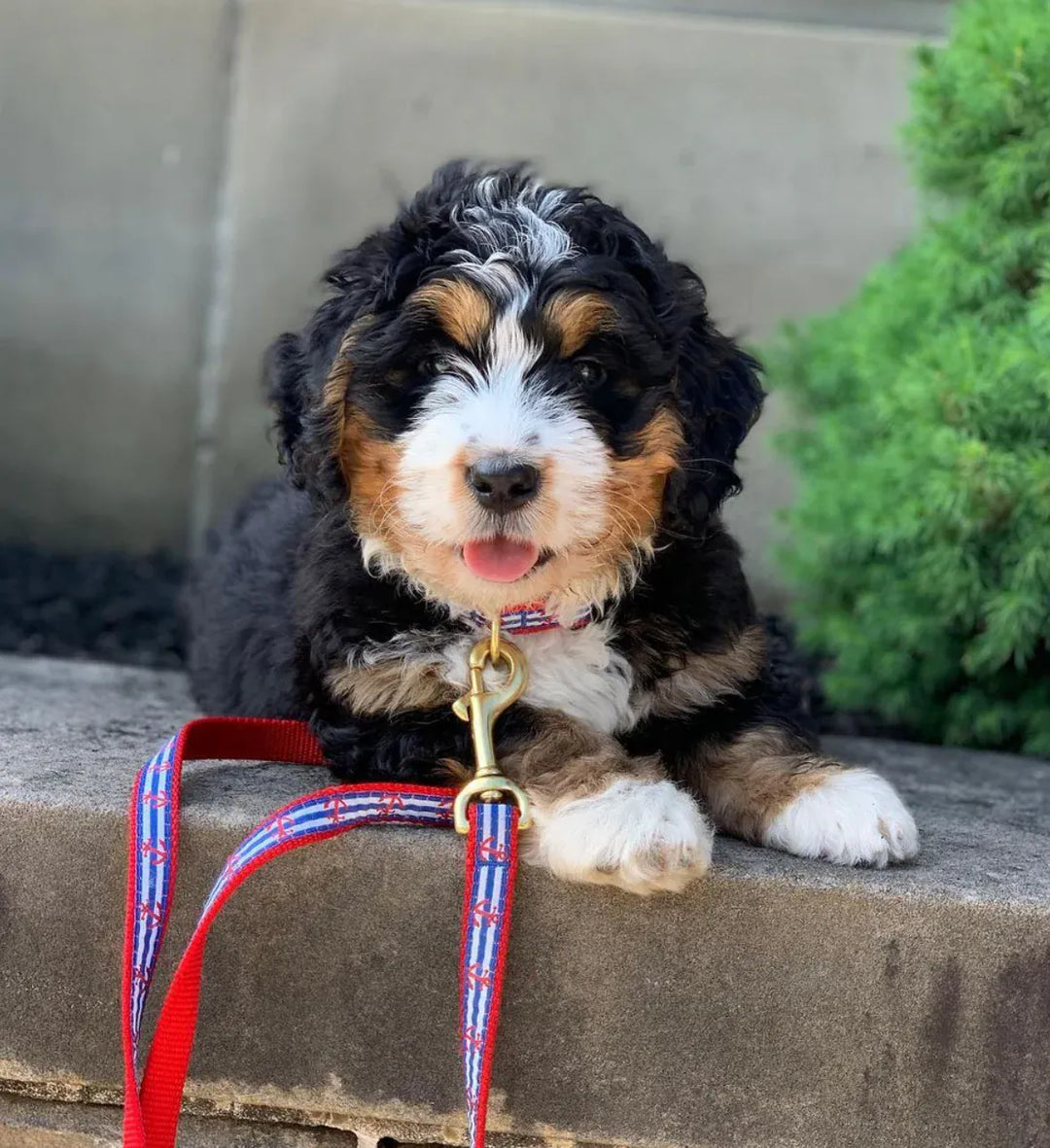 redwhite in blue dog collar and leash on  puppy model Max
