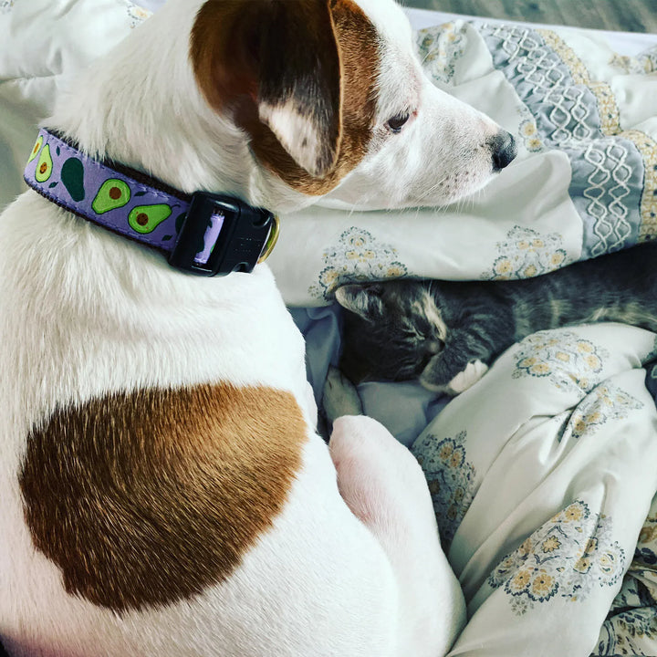 Wide Dog Collar - Avacado