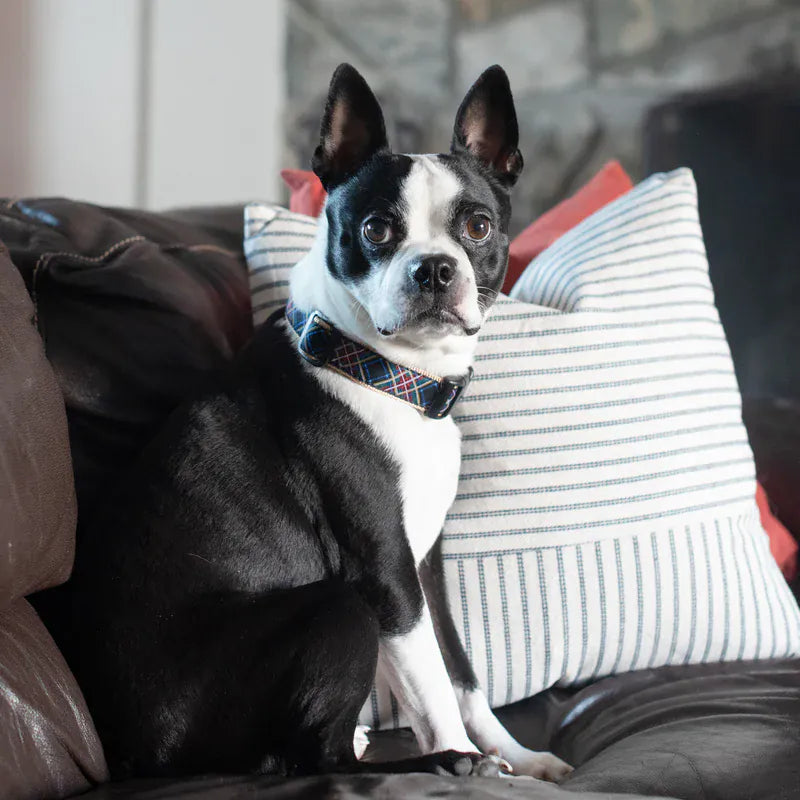  Boston Terrier dog wearing a patterned plaid 1 inch wide dog collar