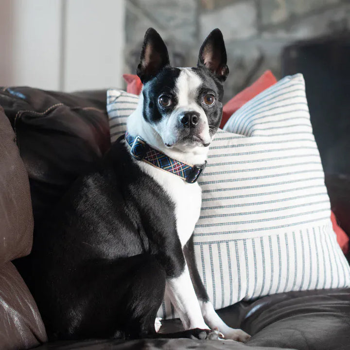  Boston Terrier dog wearing a patterned plaid 1 inch wide dog collar