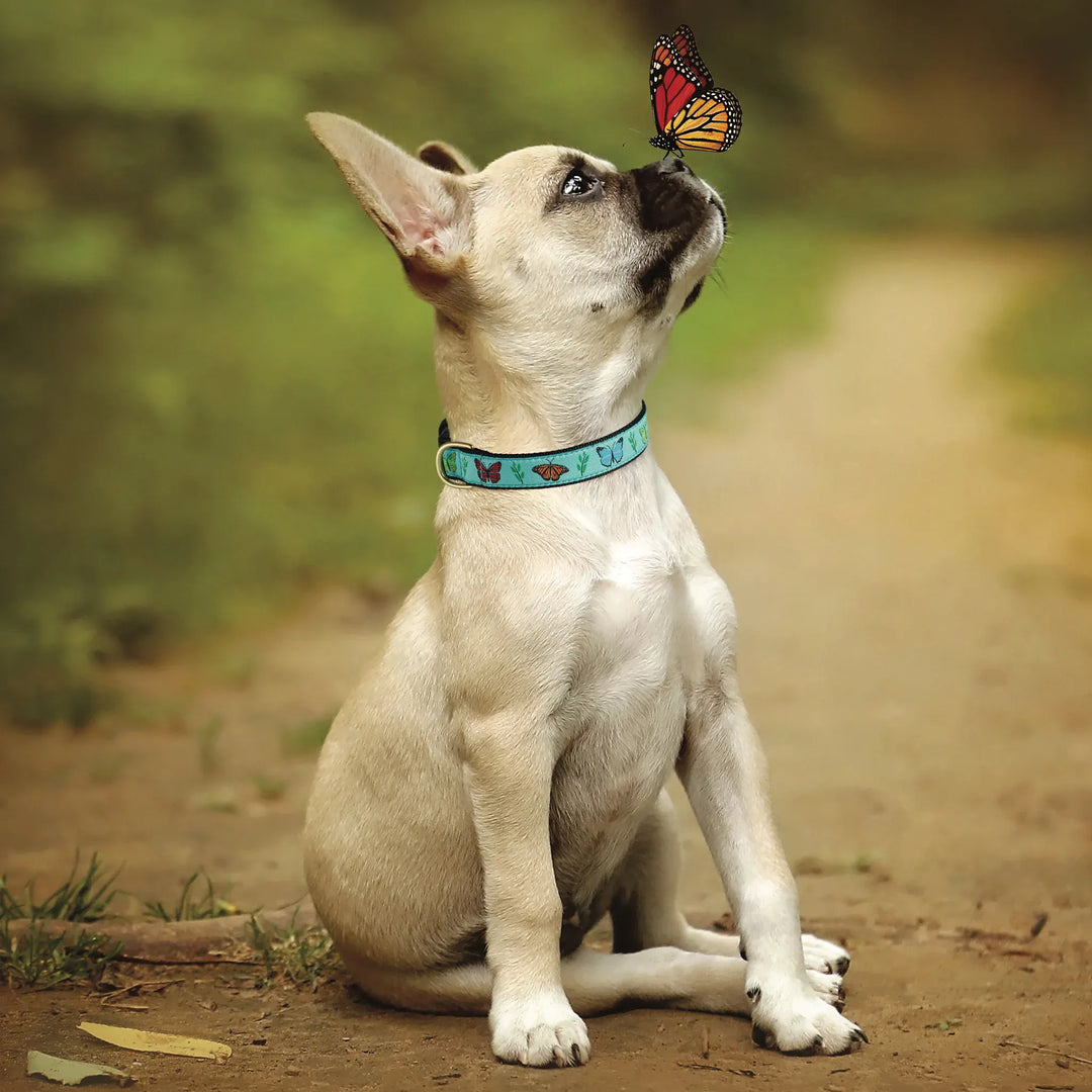 A light cream French Bulldog puppy sitting  looking  at a butterfly perched on its nose while wearing a turquoise blue collar with butterfly patterns.
