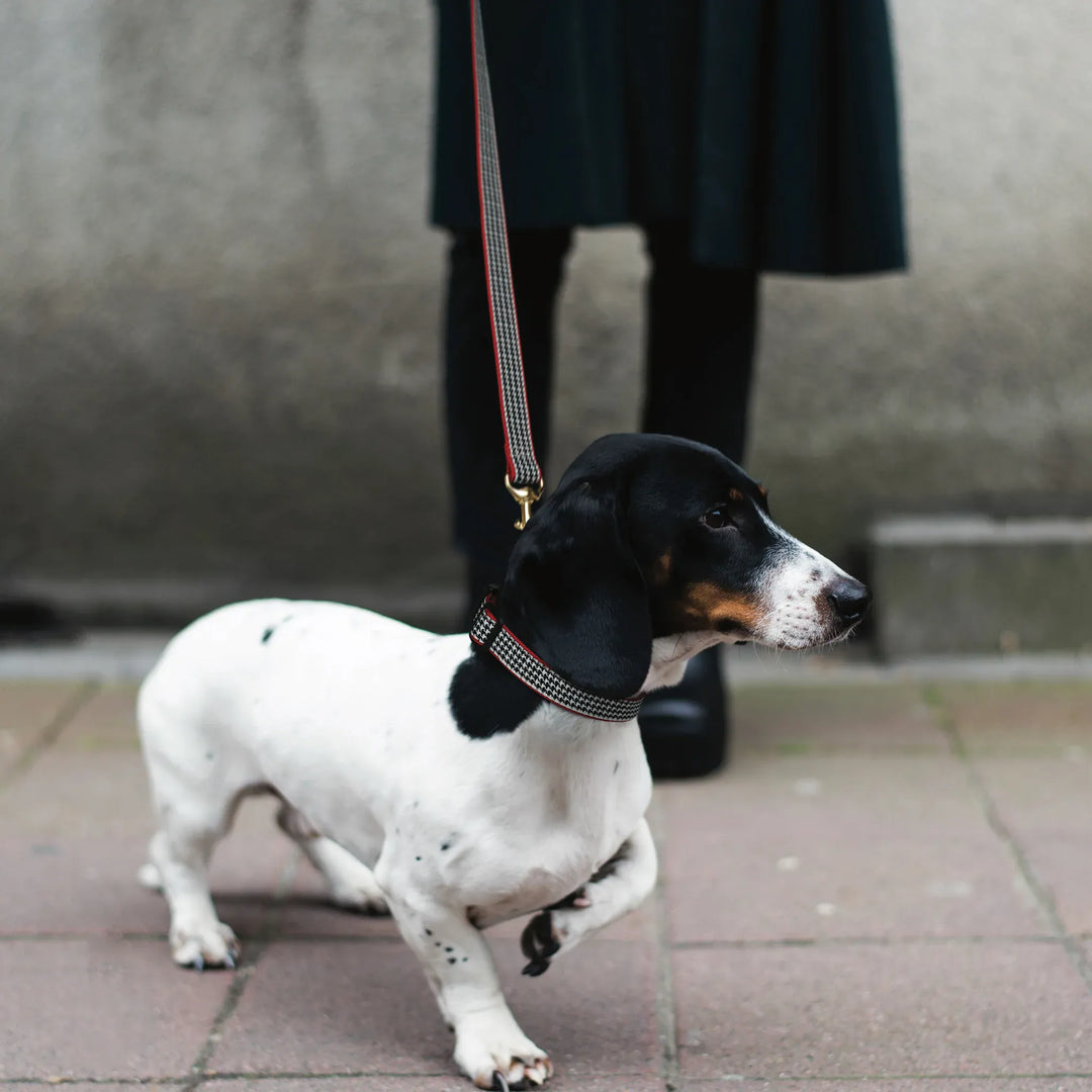 1.5 in. Wide Hounds-Tooth Dog Collar
