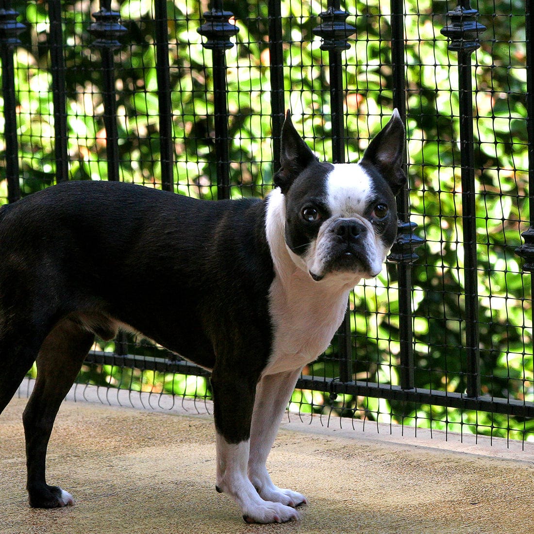 Pet barrier clearance outdoor