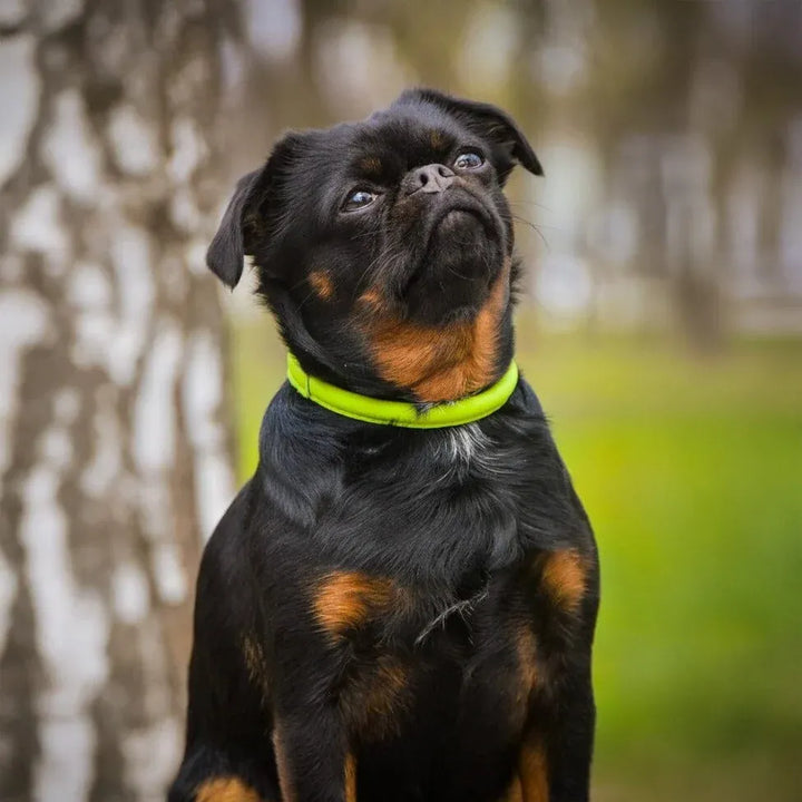 Rolled Leather Dog Collar - Lime Green