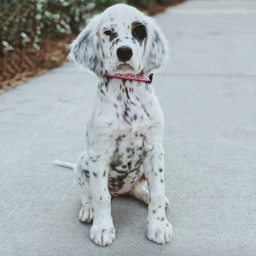 pink dog collar with orange diamonds