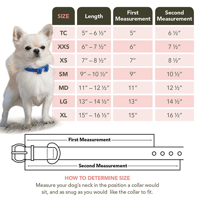 Daisy Daze Fashion Dog Collar