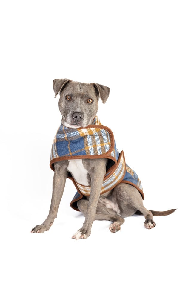 Western Dog Wrap Sweater